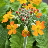 Primula chungensis